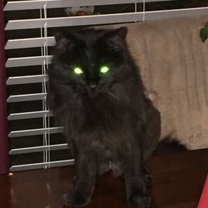 Meet your Posher, Anne